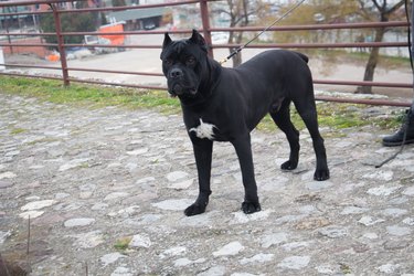 Neapolitan mastiff dog