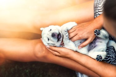 white puppy getting massage from woman