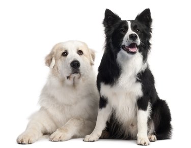 Great Pyrenees  and Border Collie, 2 years old,