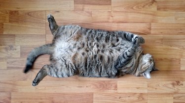 Fat cat lying on its back on wooden floor