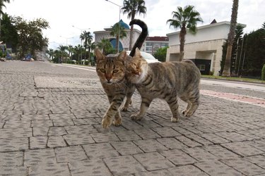 Two cute cats playfully walking along the street of southern city. Photographed on smartphone