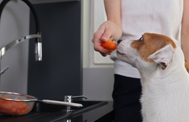 Vegetarian dog. Jack Russell terrier eating carrot, vegetables in pet food