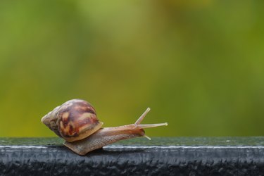 snail on green blur background