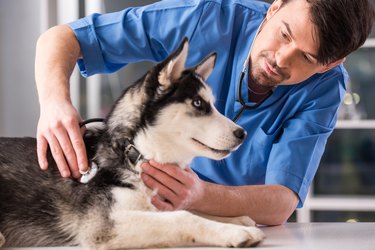 Veterinarian with husky puppy