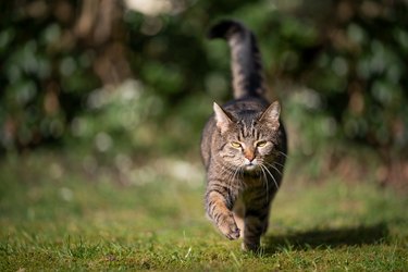 outdoors cat walking on grass