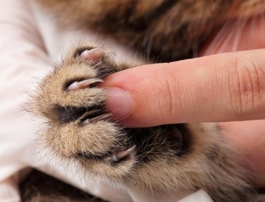 Kitten's paw