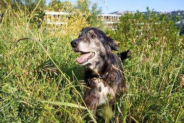 Portrait of dog on a meadow