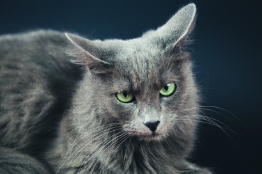 Nebelung Cat Portrait On Gray
