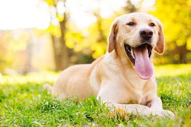 Smiling labrador dog