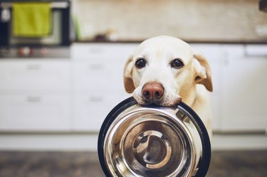 Dog holding bowl and waiting for food