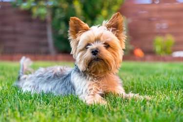 What Are The Best Toys For Yorkies?