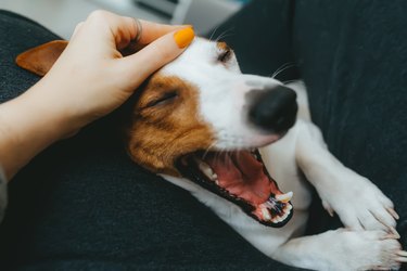 Funny jack russell terrier dog play with hand of woman. Open dog mouth.