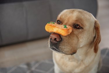 Serious dog keeping food with nose