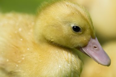 A yellow baby duck