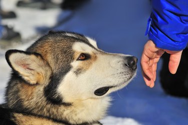 Close-up of human hand reaching out to make friends with dog