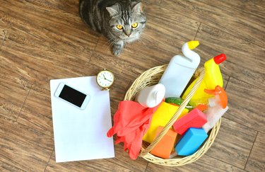 Cleaning service background with a beautiful home cat and checklist