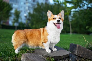 portrait happy and active purebred Welsh Corgi dog outdoors in the park on a sunny summer day.