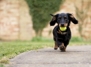 Dog with ball