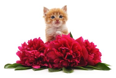 Red peonies and red cat.