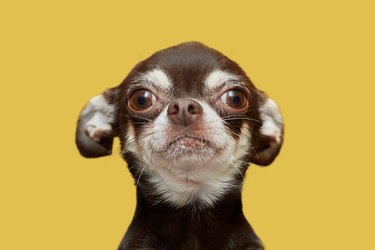 Chihuahua isolated on yellow background