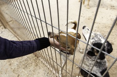 Dogs in cages