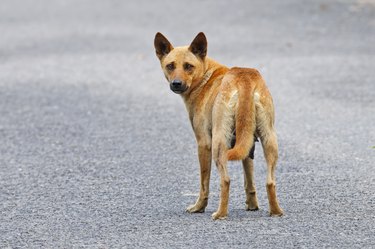 Brown Street Dog in Thailand