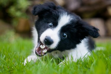 Collie puppy about to eat some flowers