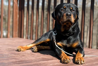 Rottweiler on a porch