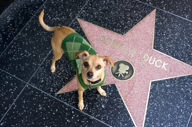 Little dog visiting Donald Duck's star on Hollywood Walk of Fame.