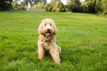 Happy Labradoodle Dog Sitting on Grass Outdoors