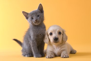 Russian Blue Kitten and Dachshund Puppy