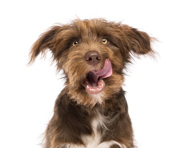 Close-up of a Crossbreed, 5 months old, licking lips