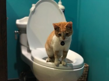 Cat Sitting On Toilet Bowl In Bathroom
