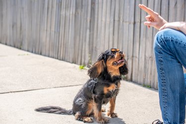 Cute Cavalier King Charles Spaniel in a training session