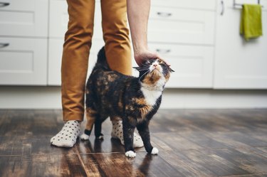 cat rubbing against person's legs