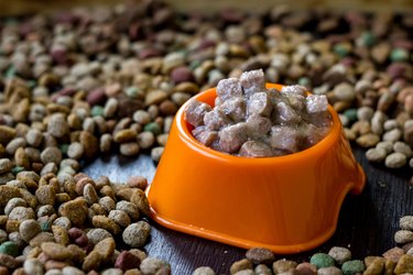 Wet canned pet food in a bowl surrounded by dry food.