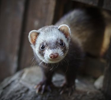 Ferret looking at the camera