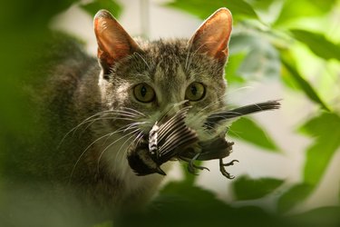 Cat with bird in teeth.