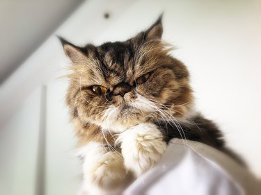Portrait of a Grumpy Himalayan Cat