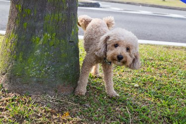 Male poodle urinating pee on tree trunk to mark territory