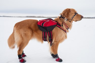 Best winter dog outlet shoes