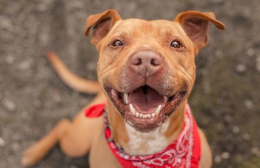 Happy Pit bull dog wearing a red bandana