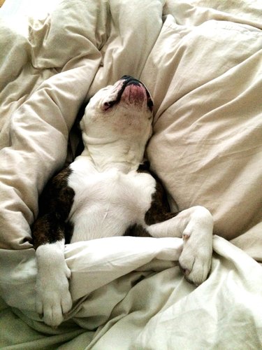 Dog sleeping in bed under blanket