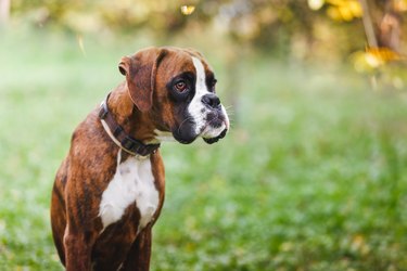 Portrait of boxer puppy sitting on grass in the park