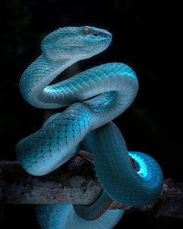 Close-Up Of Snake At Night