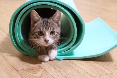 Kitten rolled up in the middle of a green yoga mat