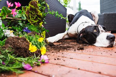 Great Dane knocking over planter