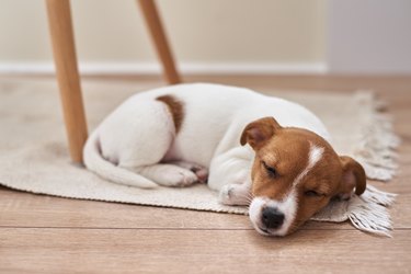 Sleeping jack russel terrier puppy dog on the floor, closeup