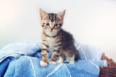 cute kitten on blue blanket on top of basket