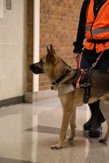 Cadaver Dog and trainer searches for victims in a disaster exercise